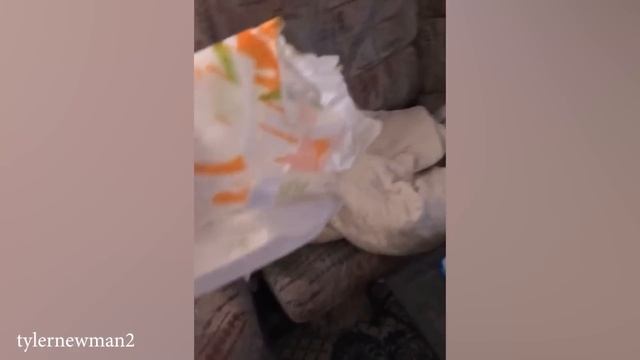 Новые забавные животные 2023 Самые смешные собаки