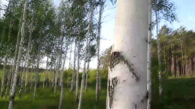 Я в весеннем лесу пил березовый сок