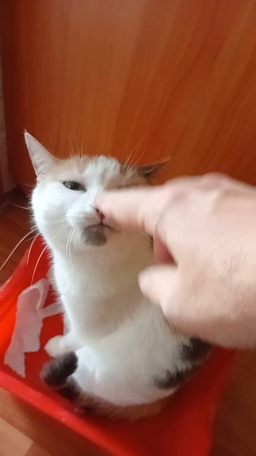 Зачем нашей Мурке лоток???? Чтобы посидеть в нем))))