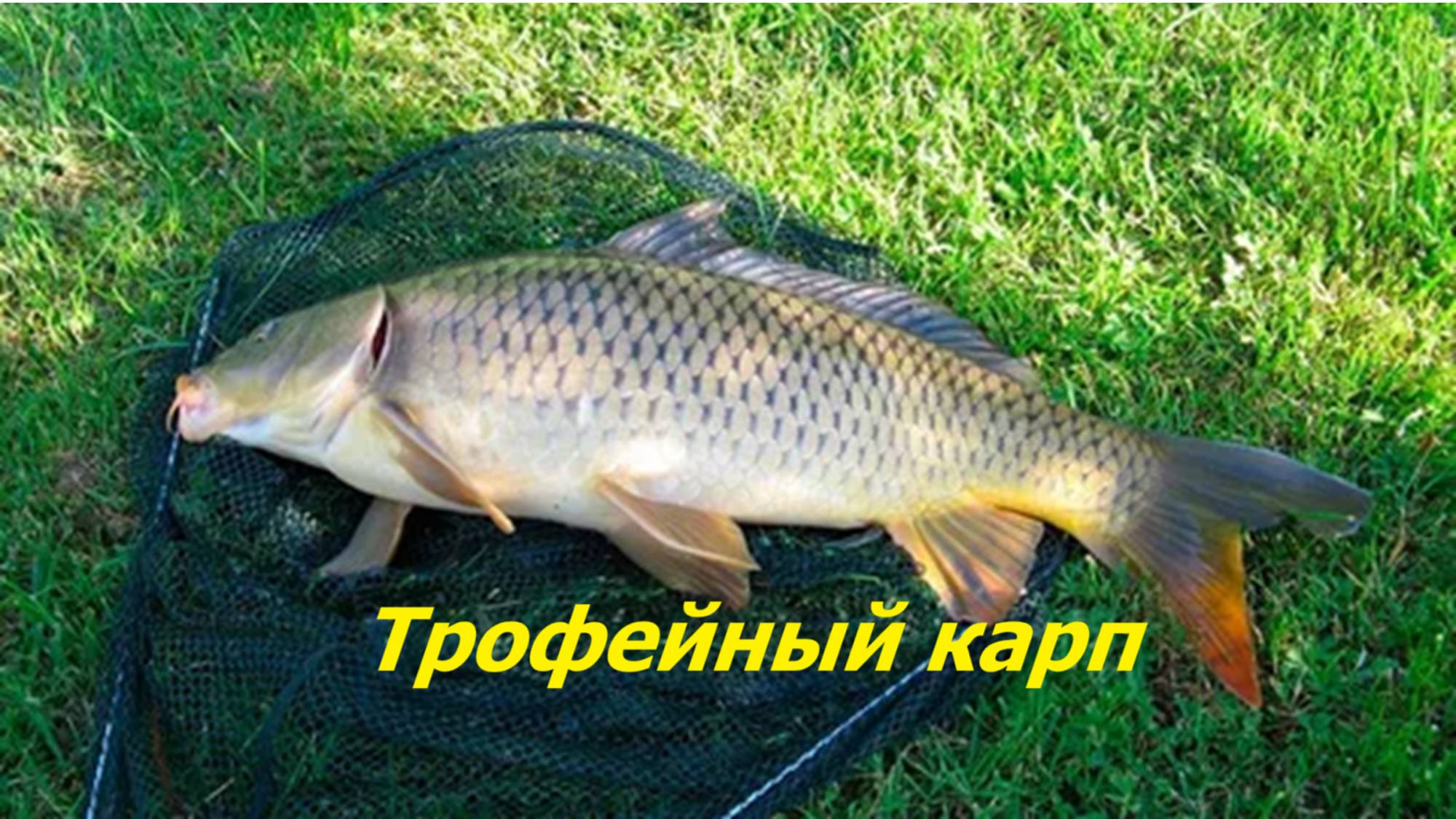 ТРОФЕЙНЫЙ САЗАН в ИЮНЕ! КАК ЛОВИТЬ САЗАНА ЛЕТОМ? МЕСТА, СНАСТИ и НАЖИВКИ для ЛОВЛИ САЗАНА