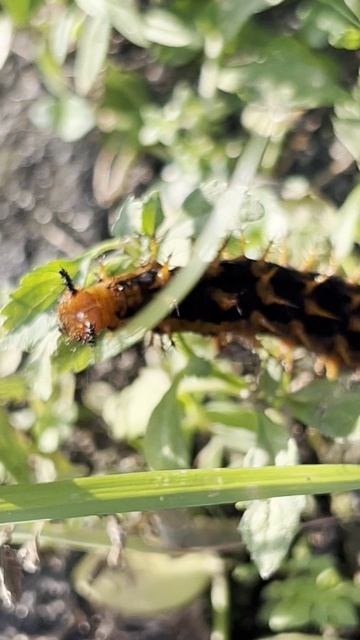 Огненно-рыжая гусеница в Индонезии.
Опасно 😃🐛