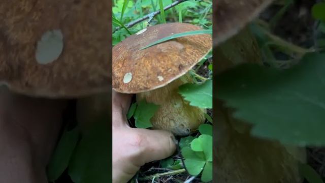 СЛАБОНЕРВНЫМ НЕ СМОТРЕТЬ! ПЕРВЫЙ ГРИБ СЕЗОНА! ПОДМОСКОВЬЕ 2025 #mushroom #лето #природа #грибы