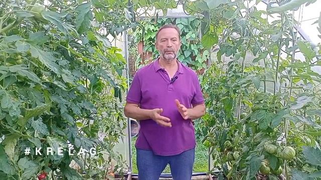 Реальный способ борьбы с ФИТОФТОРОЙ✍️