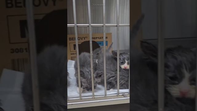 2-х недельные котята - сироты с военного полигона, спустя месяц