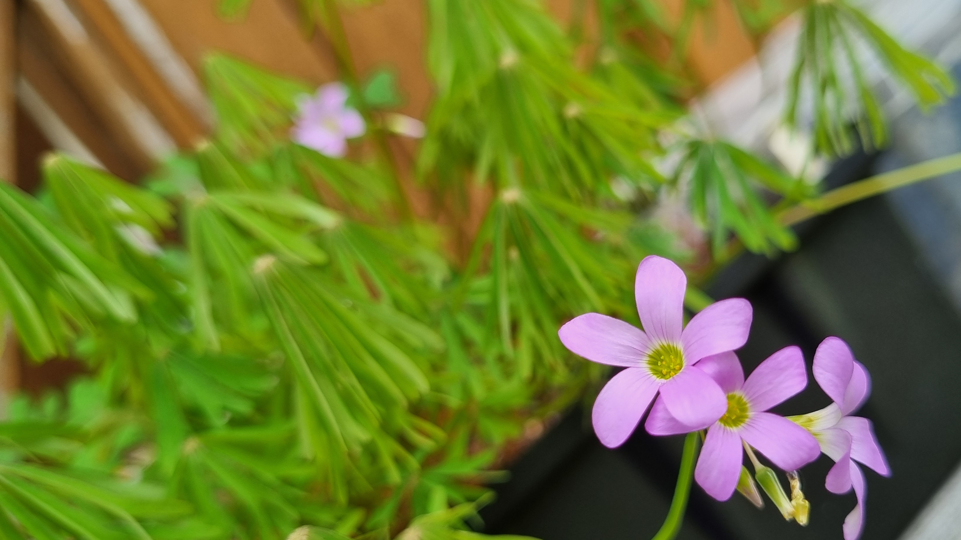 цветочные будни июнь