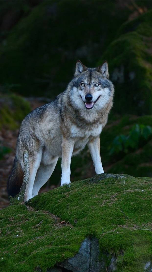 Wolf 🐺 amazing creature 🤍#wolf #fyp #wildlife