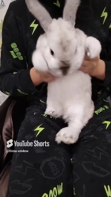 Заяц богатырь децкое видео