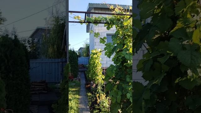 Не какаем зефирками, не пукаем розами. Соседи сбежали с дачи с угрозами))))