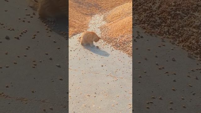 подборка видео с котиками