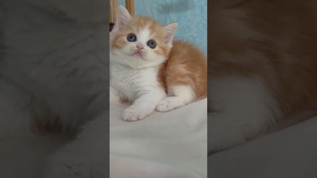 мальчик скоттиш-страйт,  питомник элитных шотландских кошек KLIOFOLDCITY