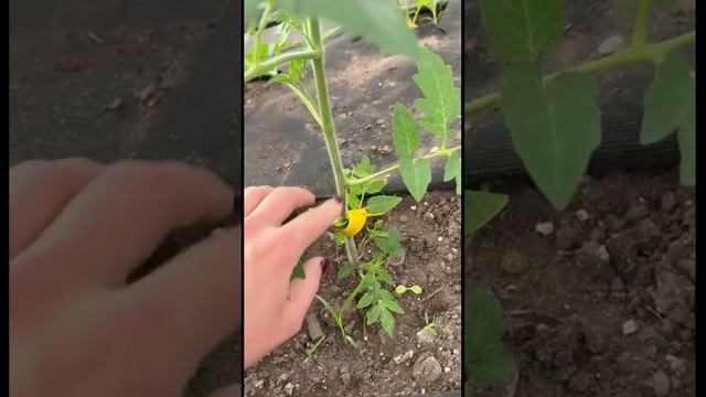 Формирование томатов🍅