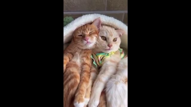 Спокойной ночи.