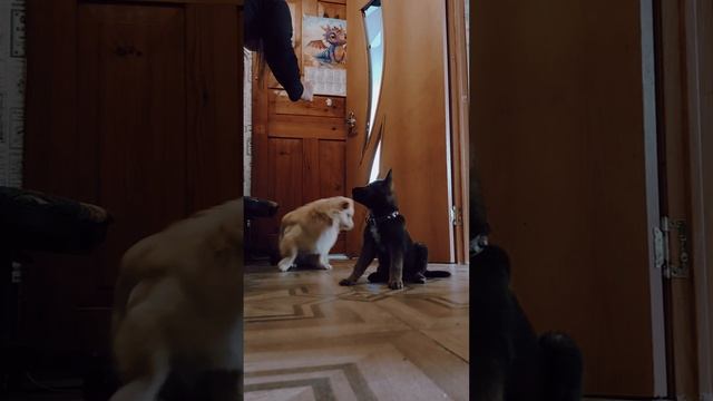 Обучение щенка метис малинуа и немецкой овчарки