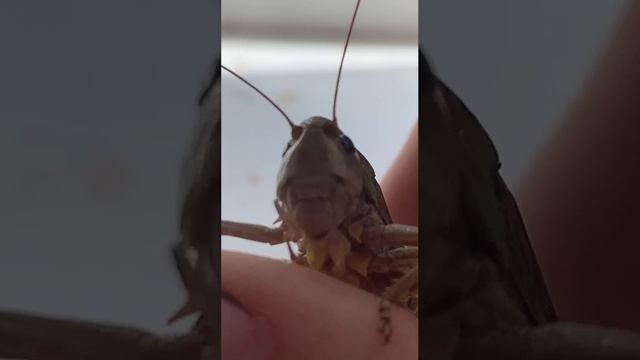 Зелёный кузнечик крупным планом