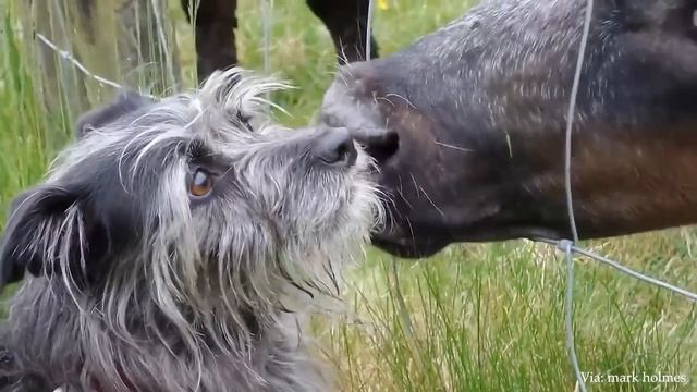 Самые неожиданные дружеские отношения с животными в мире!  Animal 2023