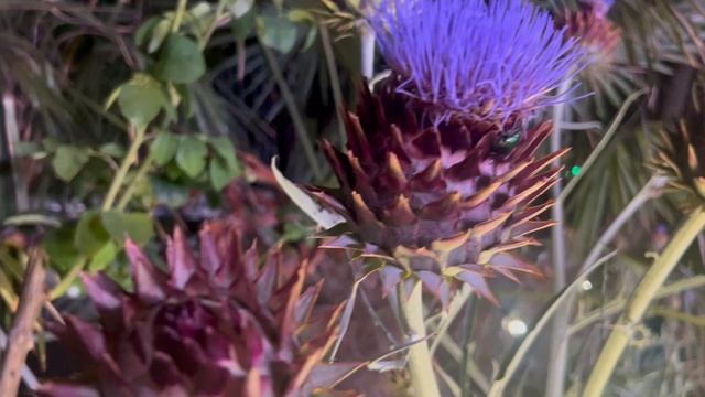 Тропический цветок «Х»