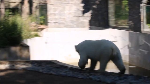 Медвежата рано утром наплавались и ждут завтрак 27.06.2025