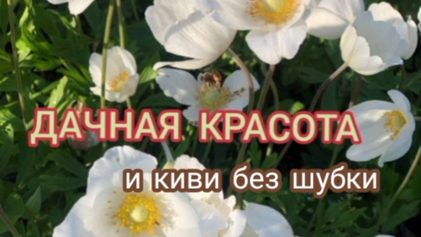 Красота на даче и киви без шубки.🙃