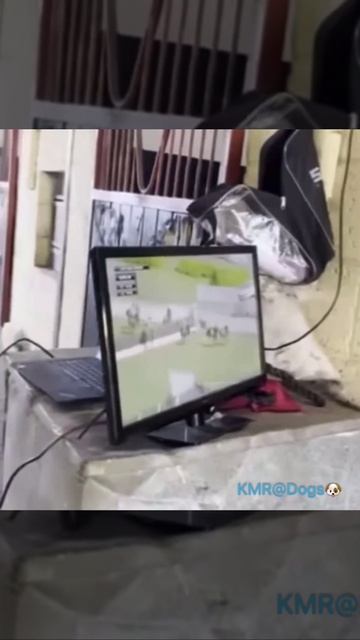 Изучение соперников перед скачками🏇😂