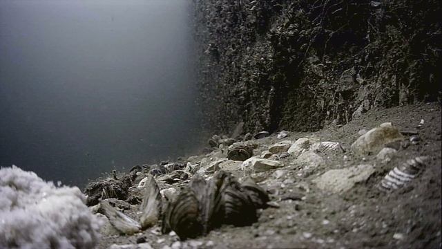 1000045433.mp4Волга гл.5м 27.06.2025г.