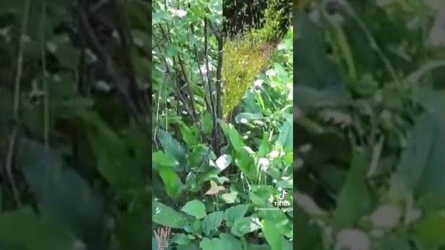 Буквица лекарственная