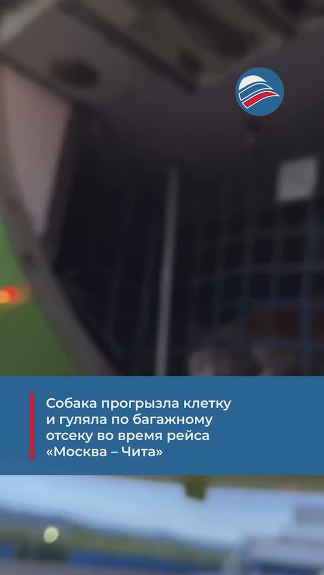 Собака прогрызла клетку и гуляла по багажному отсеку во время рейса «Москва – Чита»