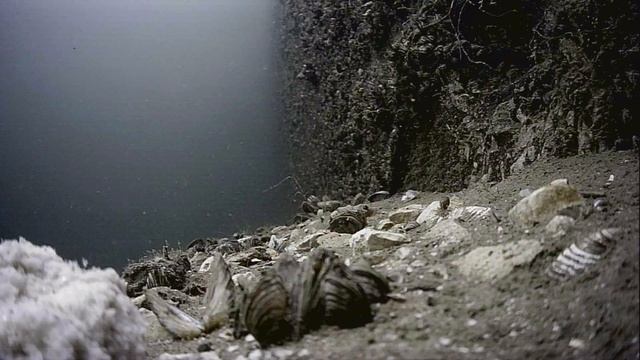 1000045434.mp4Волга гл.5м 27.06.2025г.