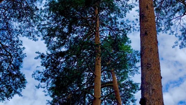 27-06-2025а в лесу такая красота 🦆🦆🦆🦆🦆🌲🌱🌿🌳Асбест, Средний Урал