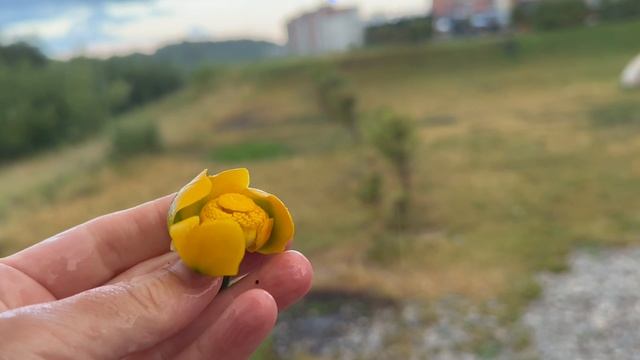 Деревня Кисловка Томский район микрорайон Северный странные кувшинки