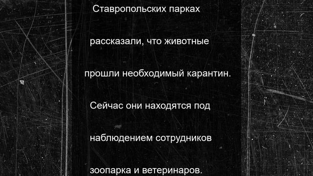 Львята, оленята, козлята: в зоопарке Ставрополя — пополнение