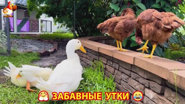 Забавные утки мускусные и пекинские на свободном выгуле ч.(97) ❣️🤗😂