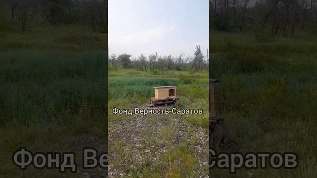 Щенки с Комсомольского посёлка #саратов #вдобрыерукисаратов #верностьсаратов