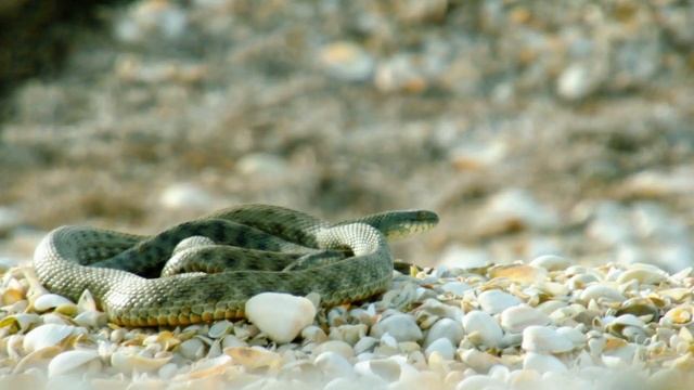 Дикая природа России / Wild Russia E08