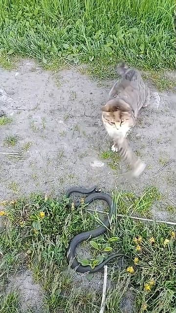 Кот в схватке со снейком ММА отдыхает