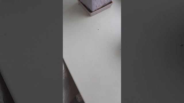 VLOG прогулка