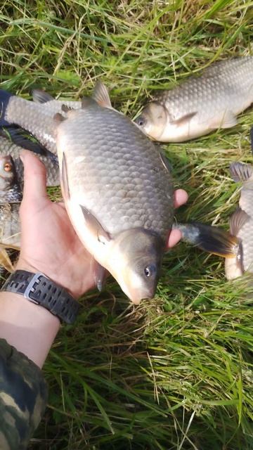 Итог рыбалки 🐟🐟🐟