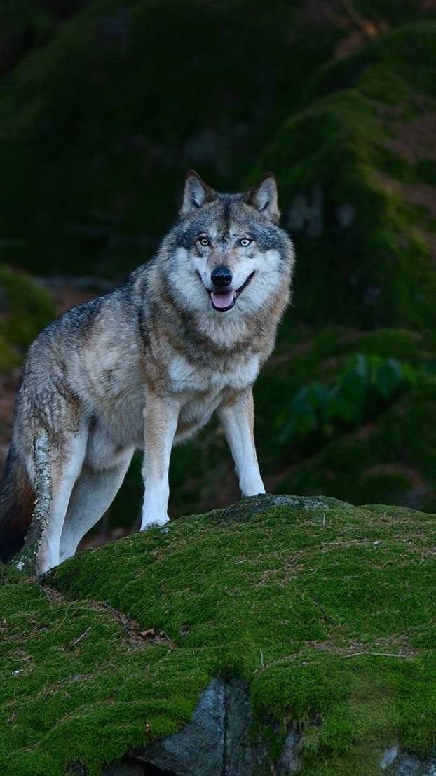 Камри на дачу еду