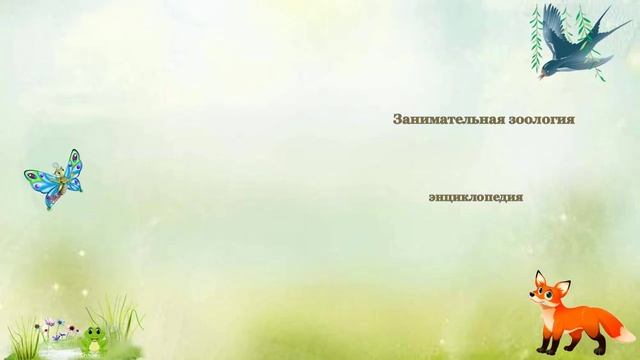 Удивительный мир животных