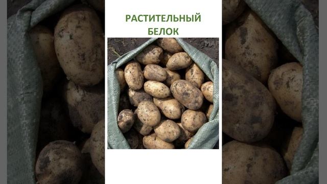 Влияние жиров и животного белка на человека, психика и развитие