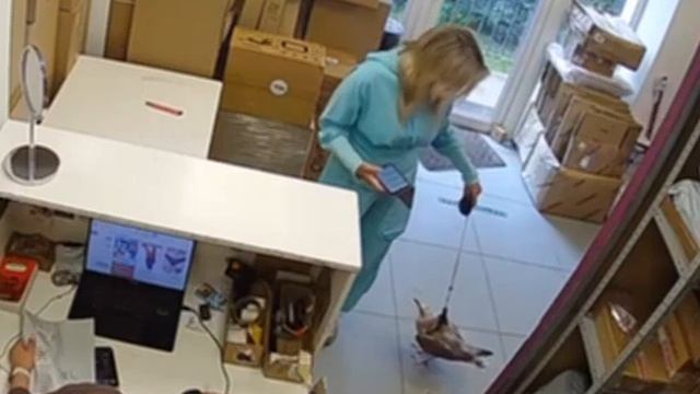 Обычный день в Питере: женщина пришла в ПВЗ с чайкой на поводке.

Ничего необычного