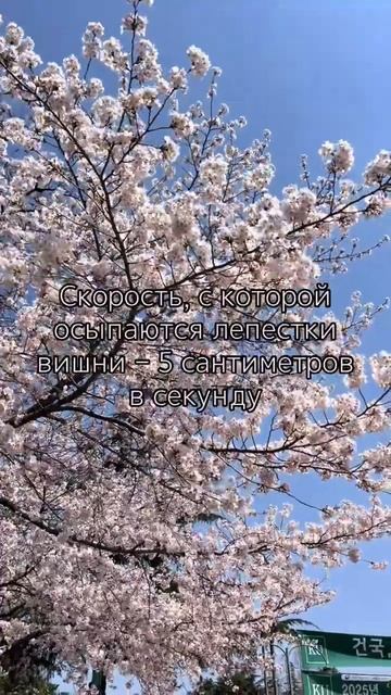 с детсва эта фраза врезалась в память. и всегда прокручивается в голове, когда вижу это вживую