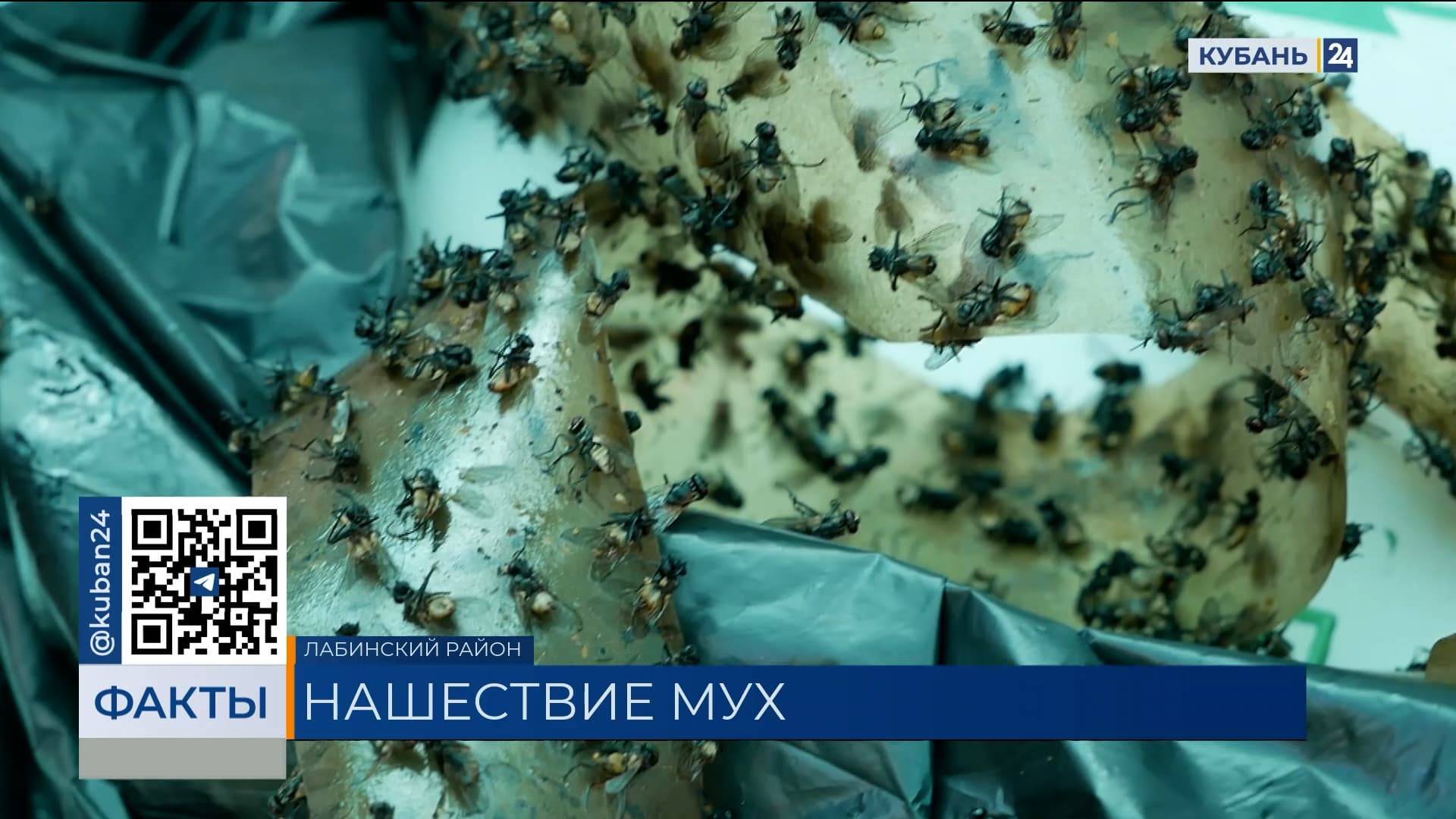 Жители поселка в Лабинском районе пожаловались на очередное нашествие мух