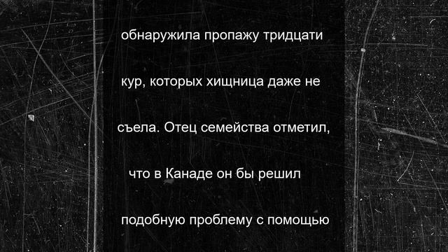 Лиса задушила 30 кур в хозяйстве канадцев в Нижегородской области