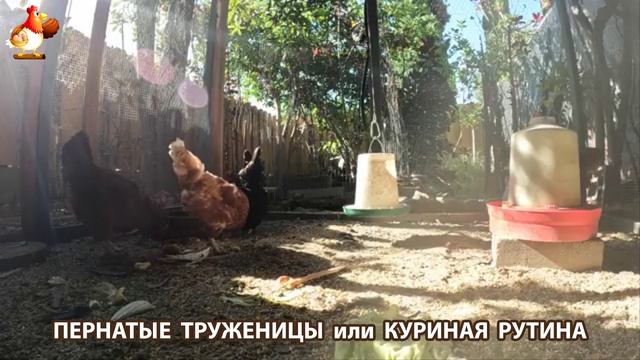Куры несушки свободного выгула и их обычная куриная рутина – эпизод (490)