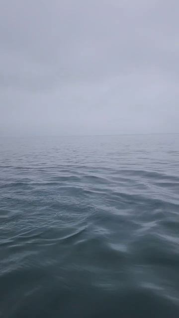 Дельфины на рыбалке.