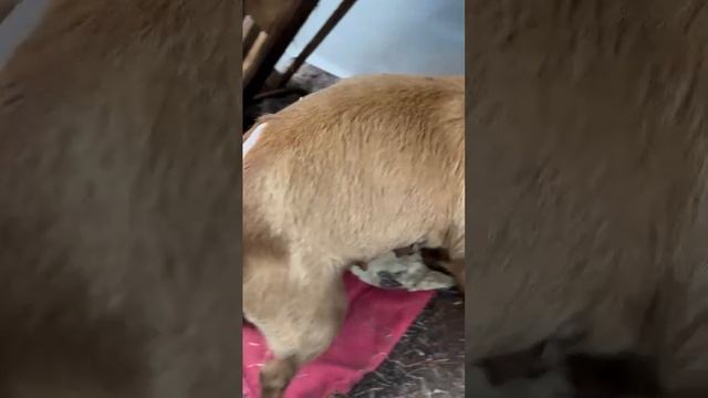 Видео WhatsApp 2025-06-27 в 11.41.25_35751df2