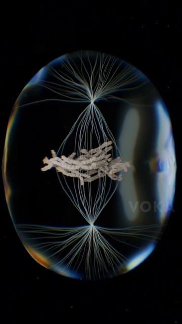 Митоз: наблюдайте за процессом деления клеток в 3D с VOKA 3D Анатомия и Патология #3danatomy