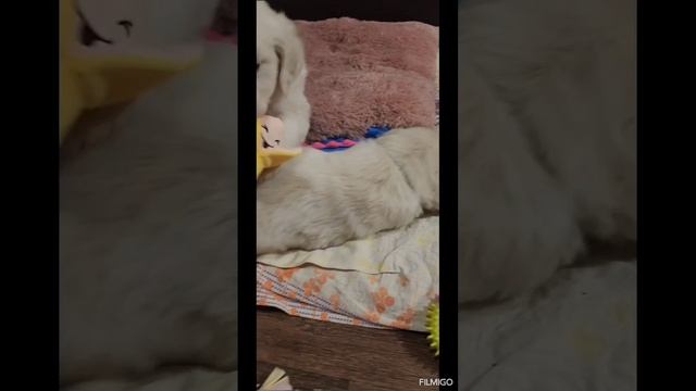 1000496073.mp4