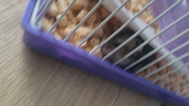 у хомяка 🐹 депрессия 🤣🤣🤣