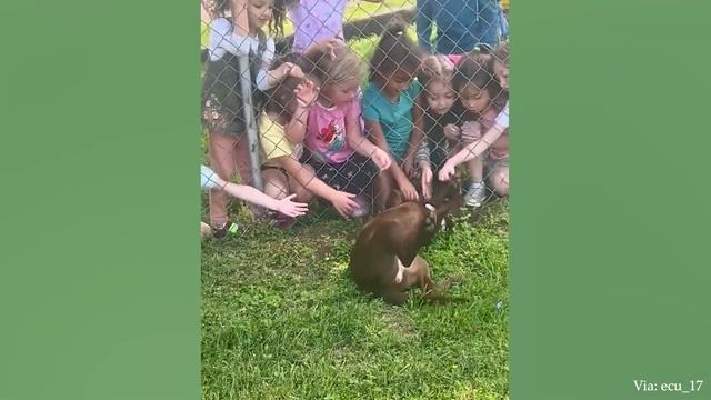 Генеральный директор side eye Funny Dogs Video 2023 Смеешься - проигрываешь